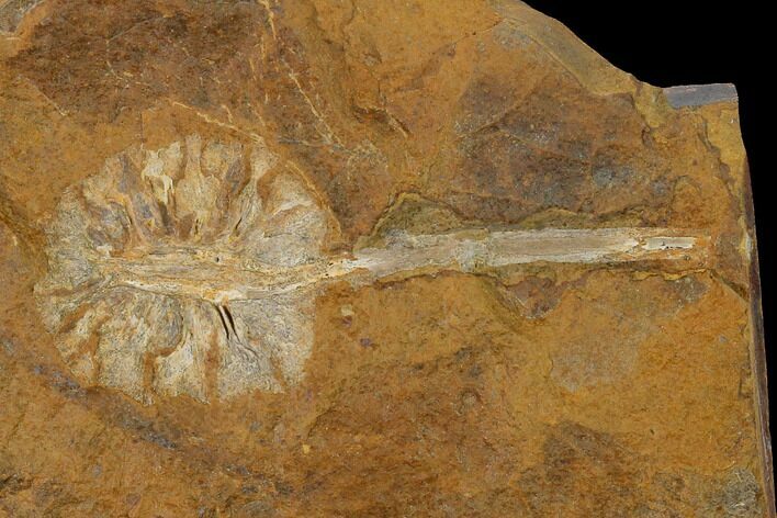 Paleocene Fossil Cone (Parataxodium) - North Dakota #156265